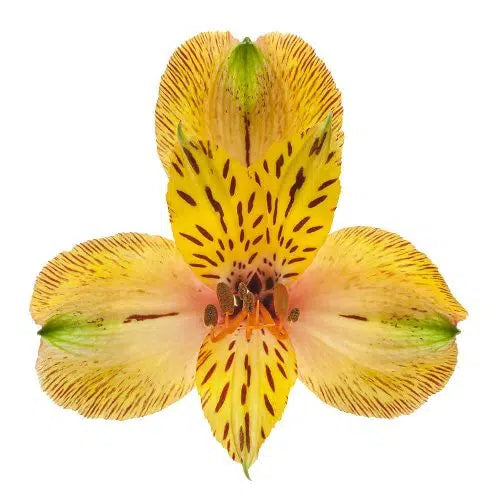 Yellow Alstroemeria Flower 12 Bunches