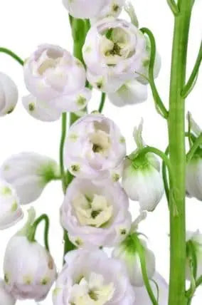 Light Pink Delphinium Flowers 100 Stems