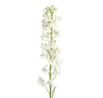 White Delphinium Flower 100 stems
