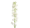 White Delphinium Flower 100 stems