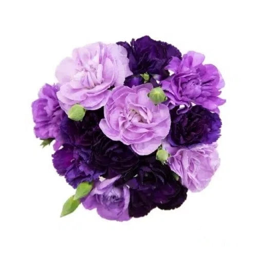 Lavender and Purple Moon Mini Carnation 160 stems