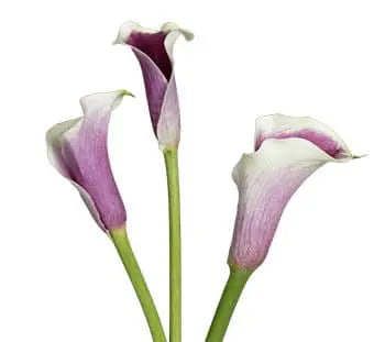 Picasso Calla Lily Flower 60, 100, 120 or 200 Stems