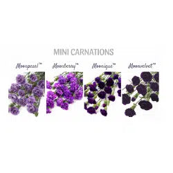 Lavender and Purple Moon Mini Carnation 160 stems