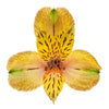 Yellow Alstroemeria Flower 12 Bunches