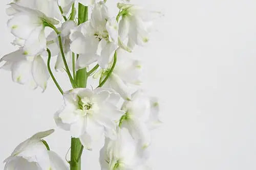 White Delphinium Flower 100 stems
