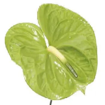 Green Anthurium 40 or 80 Stems