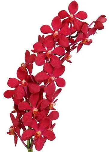 Ruby Red Mokara Orchids 60 Stems