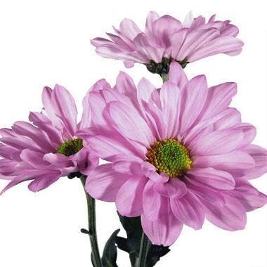 Lavender Daisy Flowers 12 or 24 Bunches