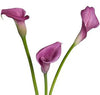 Lavender Mini Calla Lily Flower 60, 100, 120 or Stems