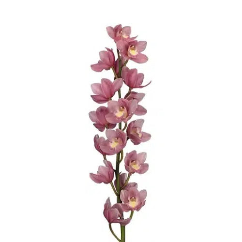 Pink Cymbidium Orchid 10 stems