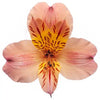Peach Alstroemeria Flower 12 Bunches