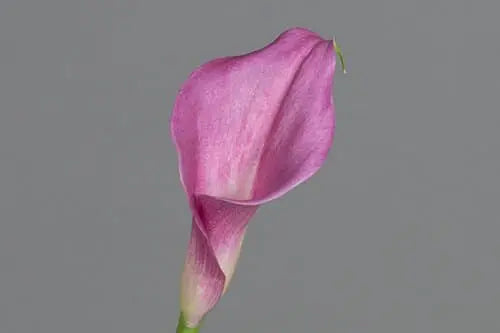 Lavender Mini Calla Lily Flower 60, 100, 120 or Stems