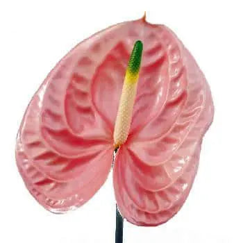 Pink Anthurium 40 or 80 Stems