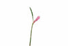 Pink Ginger 20 Stems