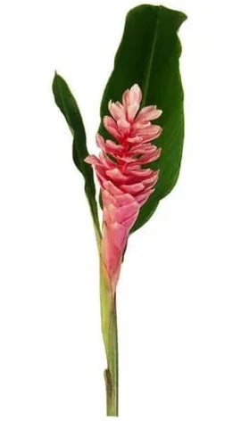 Pink Ginger 20 Stems