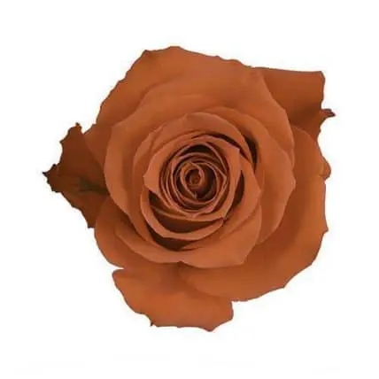 Dark Orange Roses 100 Stems