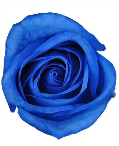 Blue Tinted Roses 100 Stems