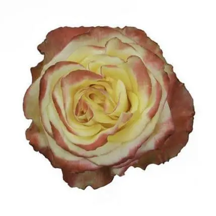 High and Yellow Roses 100 stems