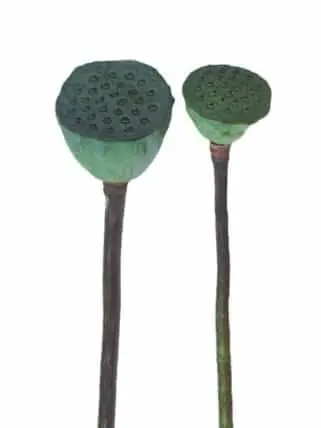 Fresh Lotus Pods 60 Stems