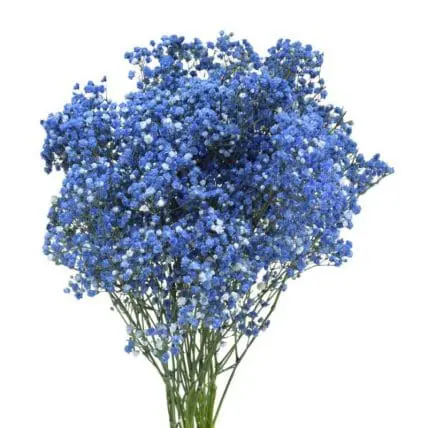 Baby’s Breath Dyed Blue, Red or Green 10 Bunches