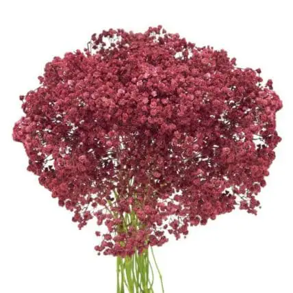 Baby’s Breath Dyed Blue, Red or Green 10 Bunches