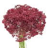Baby’s Breath Dyed Blue, Red or Green 10 Bunches