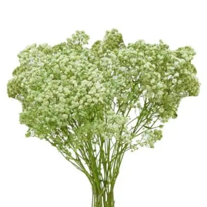 Baby’s Breath Dyed Blue, Red or Green 10 Bunches