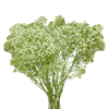 Baby’s Breath Dyed Blue, Red or Green 10 Bunches