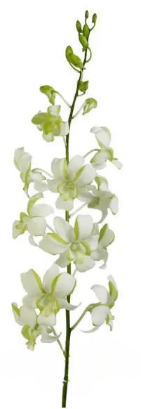 White and Green Dendrobium Orchids 80 or 160 Stems
