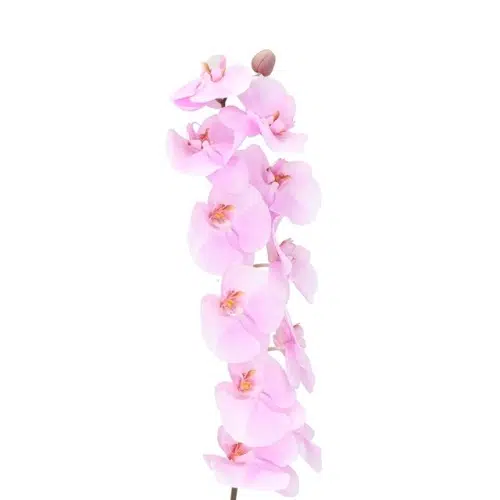 Light Pink Phalaenopsis Orchids 10 Stems