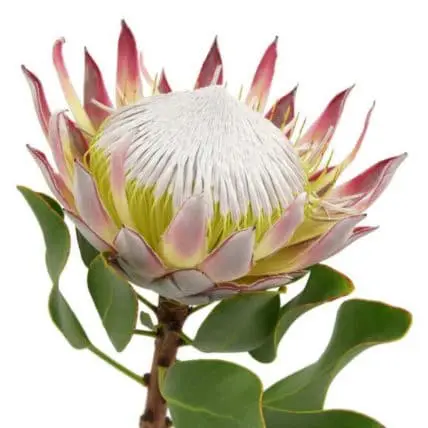 King Protea Flowers 10 stems