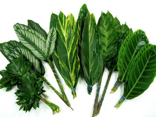Tropical Fun Mix Foliage Combo Box