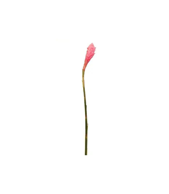 Pink Ginger 20 Stems