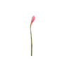 Pink Ginger 20 Stems